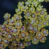 Achillea colorado pink - abriachan nurseries